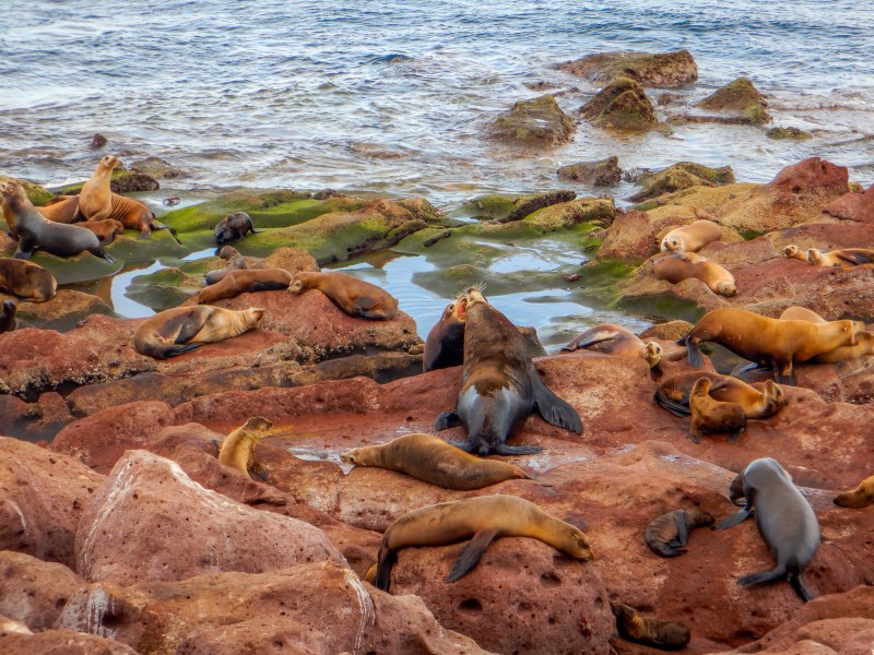 Disminuye población de lobos marinos por aumento de temperaturas