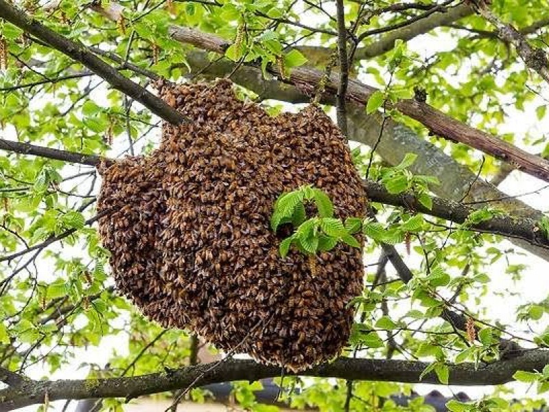 Disminuyen enjambres de abeja en Sinaloa municipio