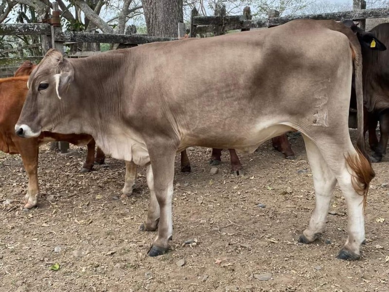 Disminuye producción de leche bronca en Tuxpan