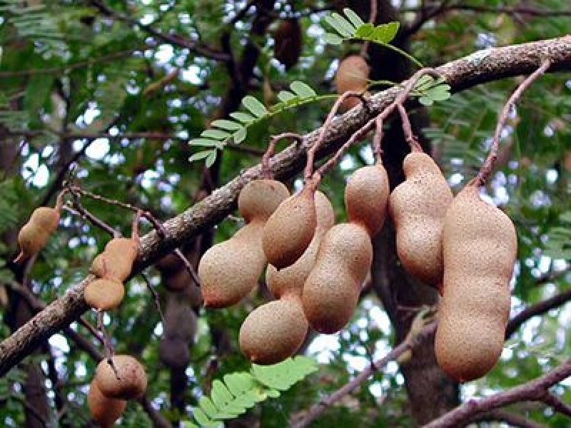 Disminuye producción de tamarindo en la entidad