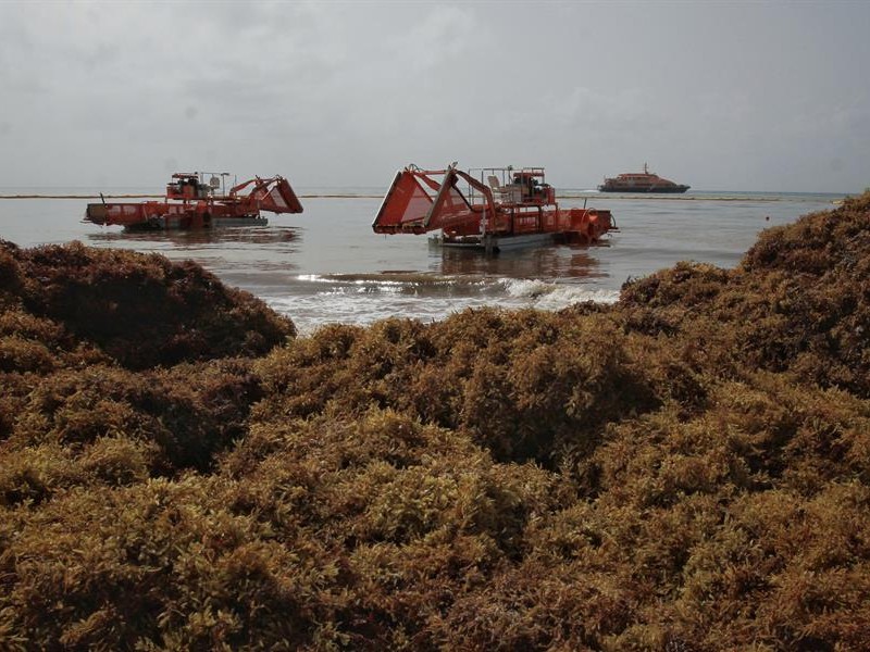 Disminuye sargazo en el Caribe y Golfo de México