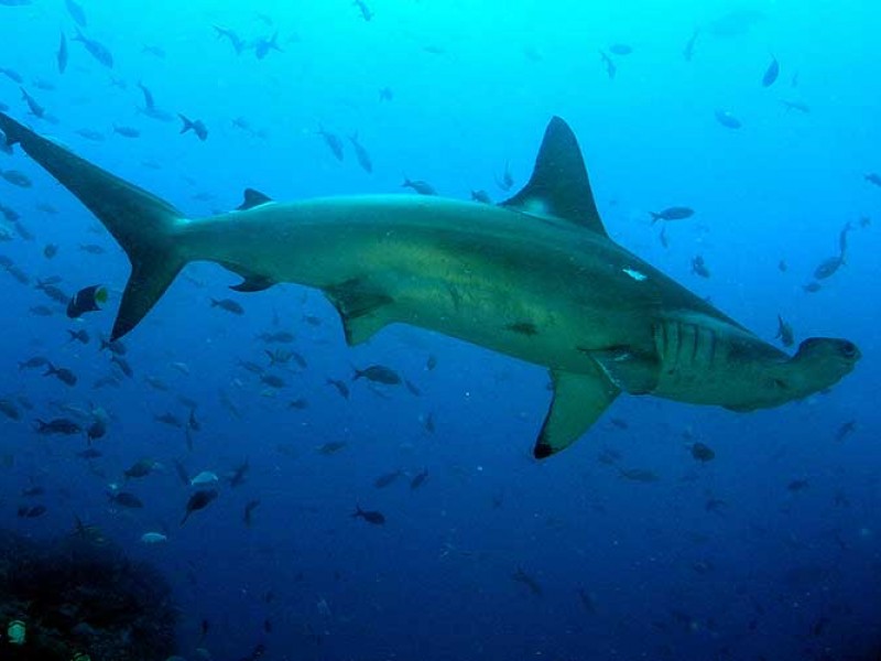 Disminuye tiburón martillo por pesca furtiva