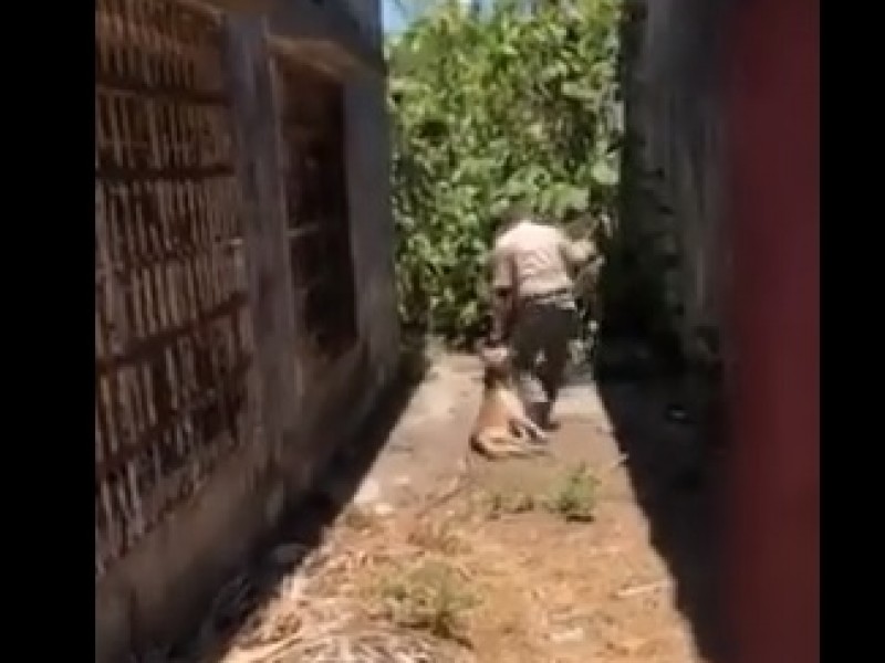 Disminuyen casos de maltrato animal en Veracruz