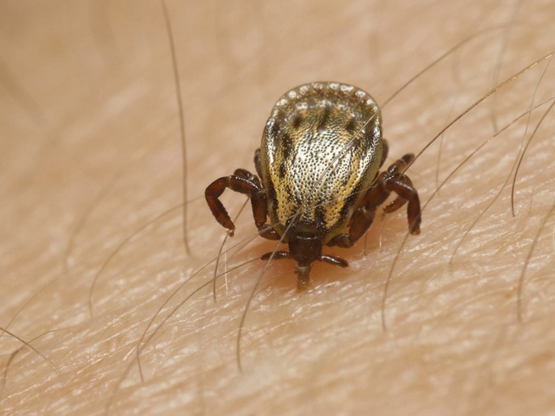 Disminuyen casos de rickettsia en Sonora