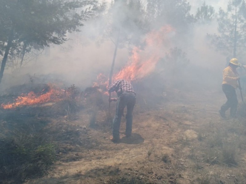 Disminuyen hectáreas afectadas por incendios en Veracruz