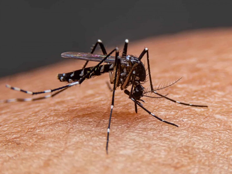 Disminuyen los casos de dengue en Nayarit