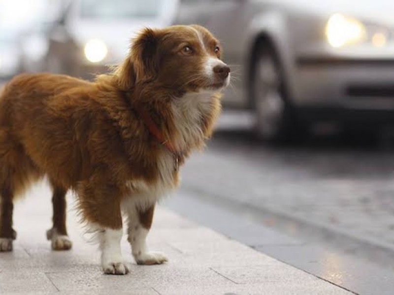 Aumentaron los reportes de mascotas extraviadas en Año Nuevo