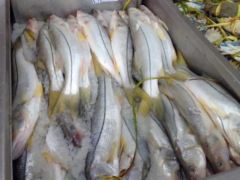 Disminuyó la producción pesquera en Veracruz