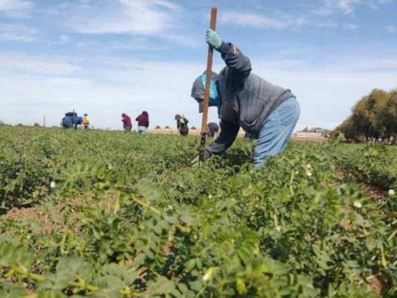 Dispersan más de 30 millones de pesos a través de Sembrando Vida