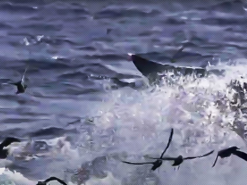 Documentan por primera ocasión a orcas cazando ballenas azules