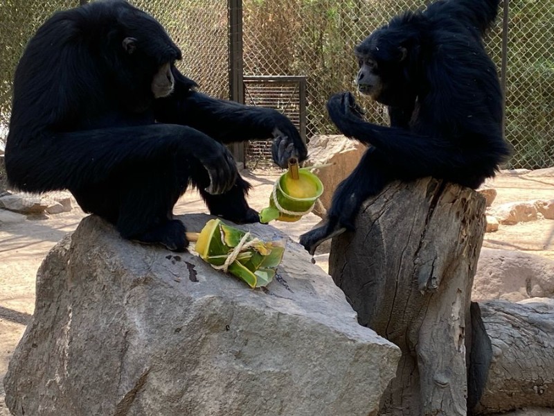 Domingo de verano en el zooleón con pásale gratis