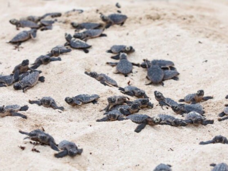 Dona tienda de conveniencia 200 hieleras para transporte de huevos de tortuga