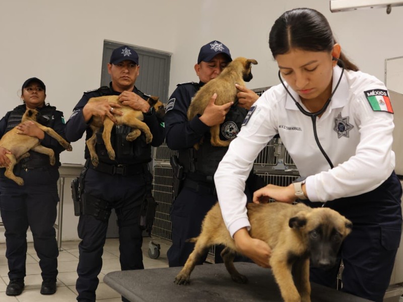 Donan cachorros a la Secretaría de Seguridad para adiestramiento