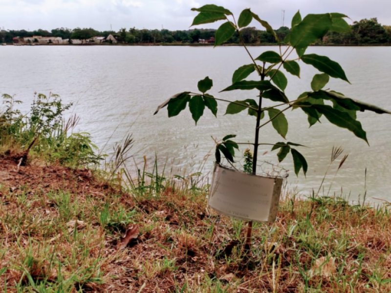 Donan plantas para reforestar zonas impactadas por Grace