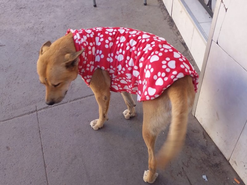 Donan ropita a perros en situación de calle