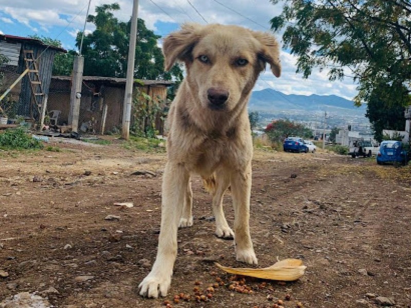 Donarán comidas a perros sin hogar en Veracruz