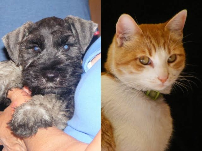 ¿Dónde y cuándo esterilizar a tu mascota en la capital? Te contamos