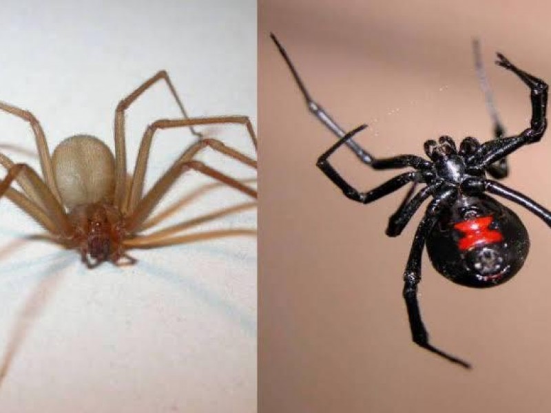 Dos arañas en México pueden causar la muerte