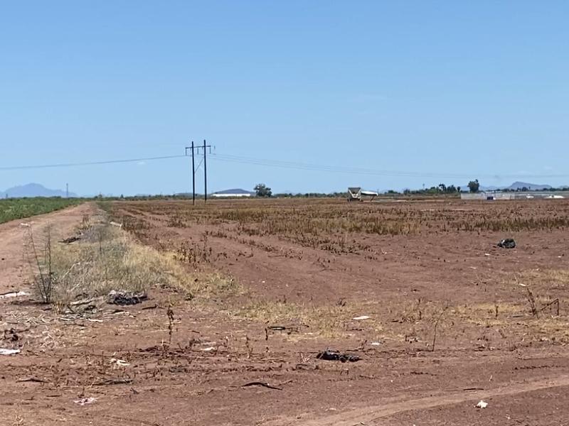 Dos ciclos agrícolas en rojo y sin apoyos para el valle mayo