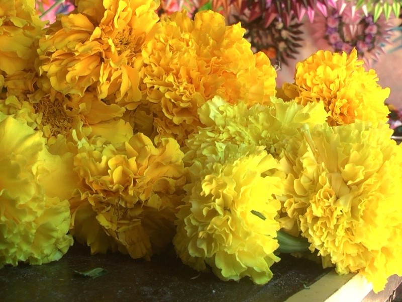 Dos décadas vendiendo flor de Cempasúchil