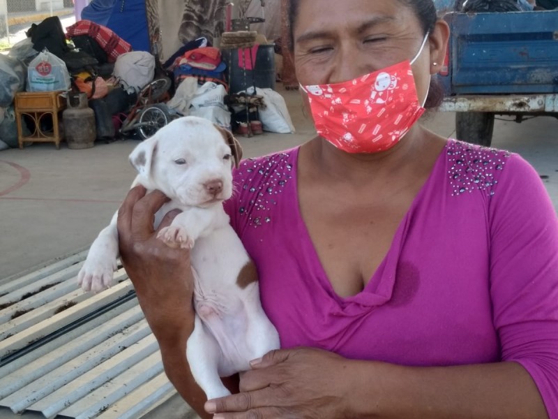 Dos familias perdieron todo y ahora cuidan a sus animales