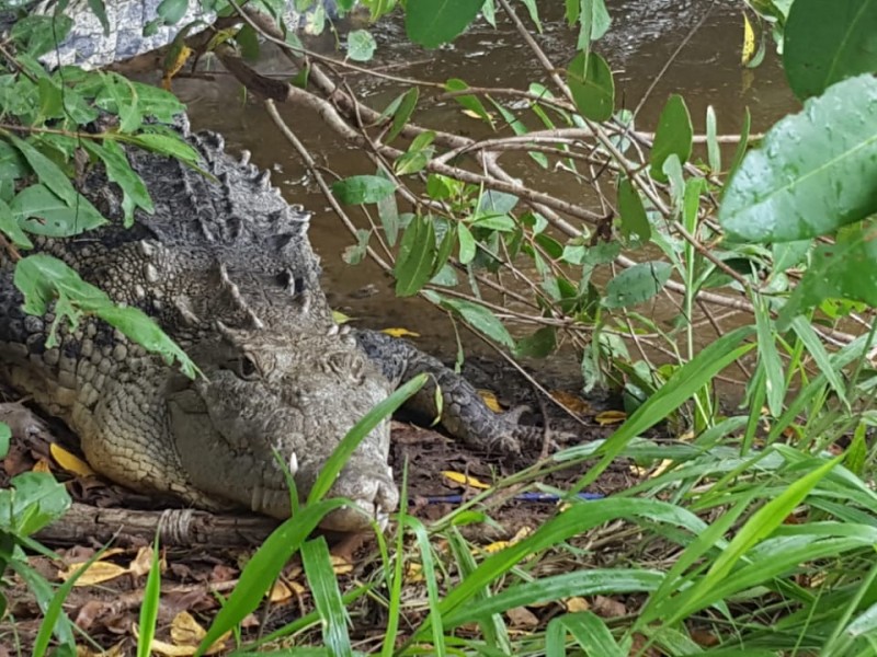 Dos hombres atacados por cocodrilo en San Blas