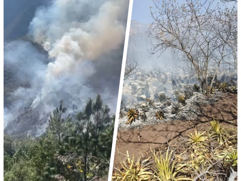Dos incendios arrasaron con vegetación endémica, en la región