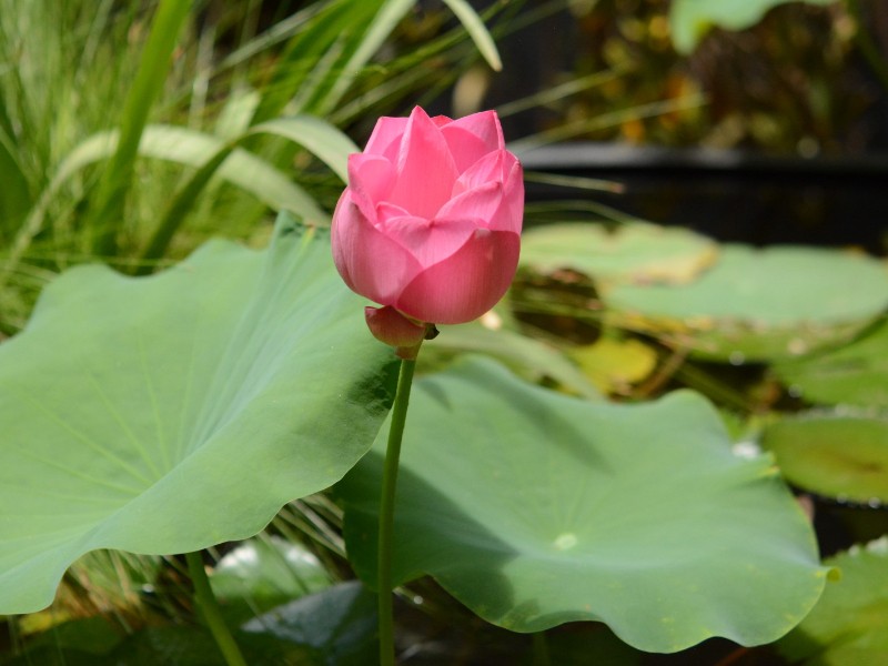 Dos nuevas flores de loto podrán apreciarse en el Parque Sinaloa