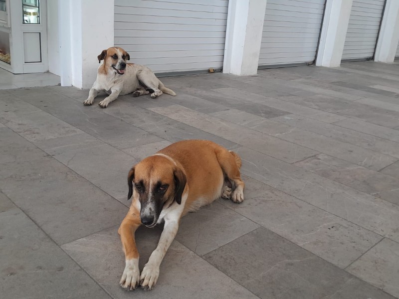Dos perritos son los veladores de la plaza de Artesanías