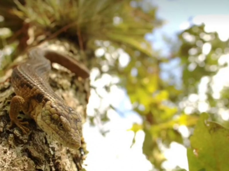 Dragoncito de Coapilla, especie endémica de Chiapas