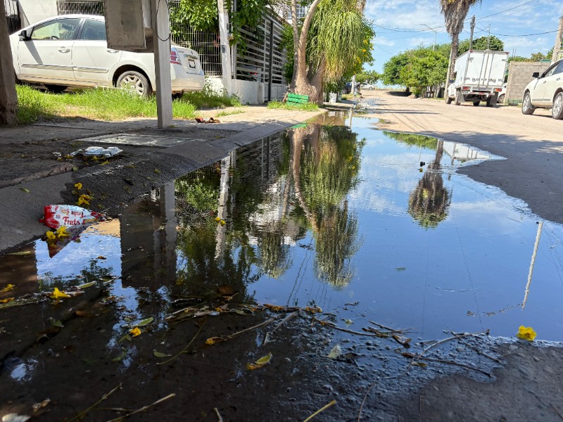 Drenaje colapsado y plaga de moscos hace crisis en Nuevo Horizonte