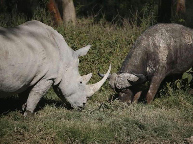 Duelo de poder, búfalo se enfrenta contra un rinoceronte