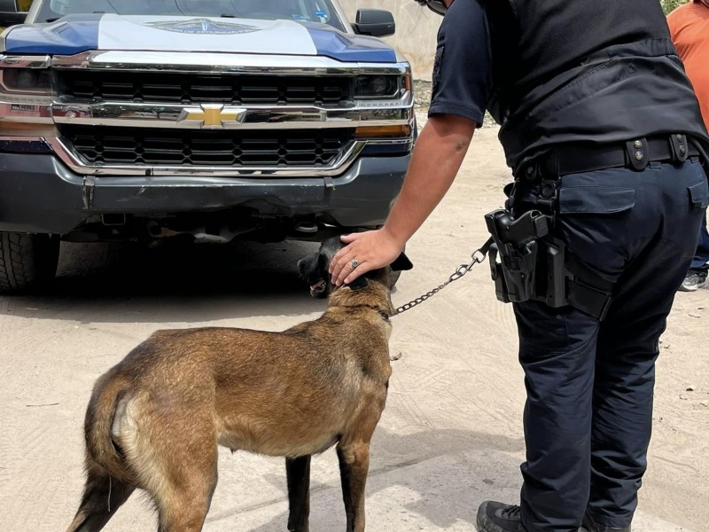 Dueños con perros agresivos serán acreedores a fuerte multa: Ecología