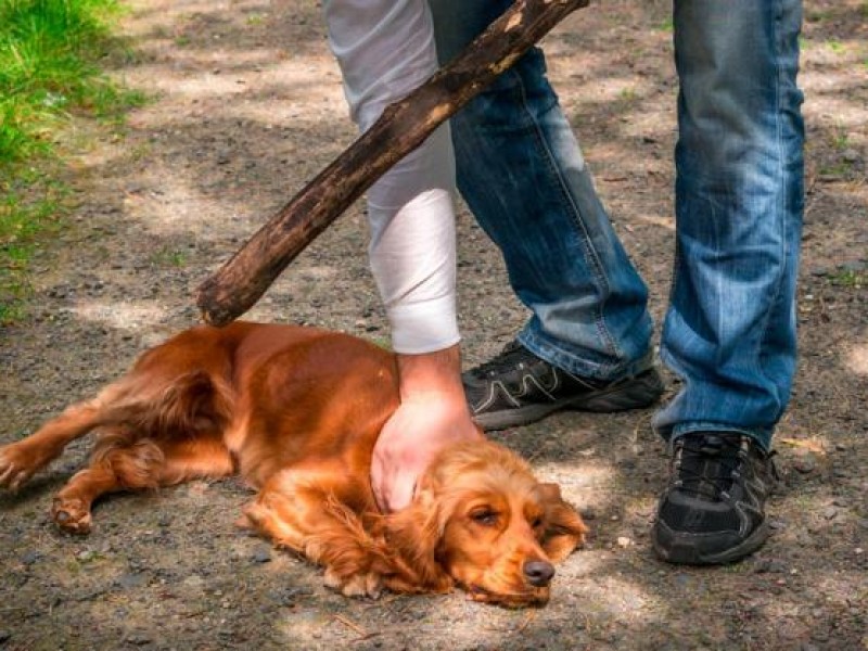 Dueños irresponsables de mascotas recibirán sanciones económicas