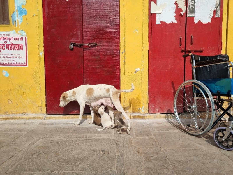 Durango abrirá Centro de Adopción Animal para atender abandono de perros