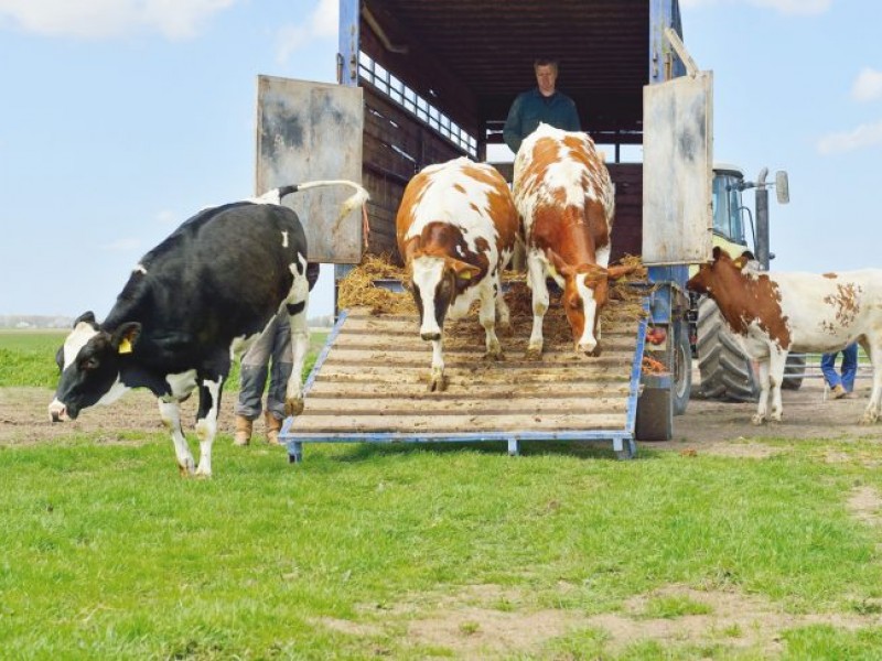 Durango exporta menos ganado que el año pasado: UGRD