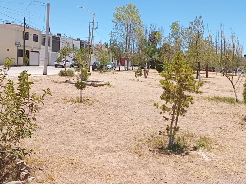 Durango pierde sus pulmones: el verde urbano se extingue rápidamente