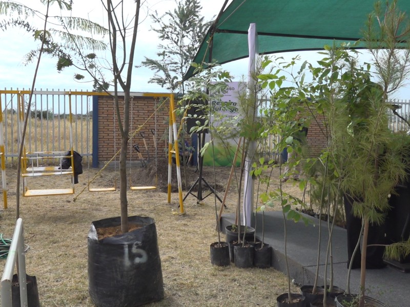 Durango reforesta tras 408 incendios forestales en 2025