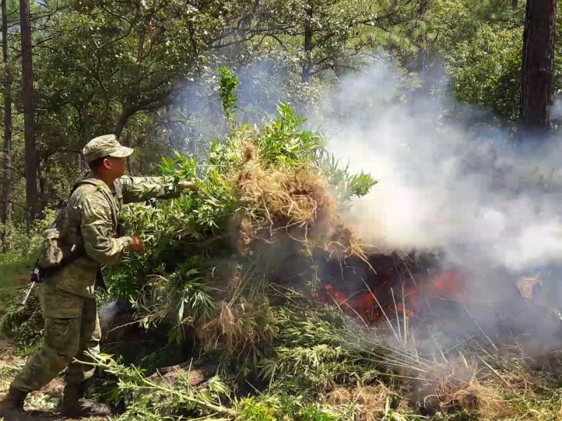 Durante 2018 32 mil plantíos destruidos: SEDENA