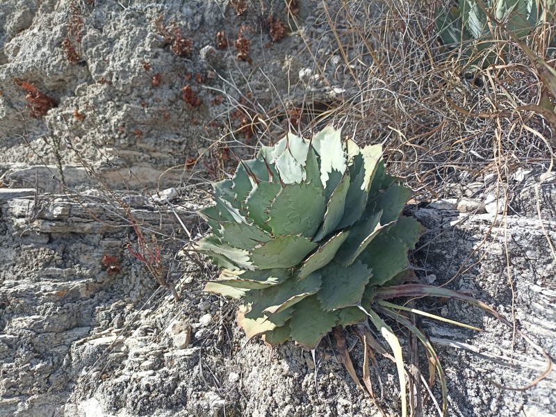 Durante estiaje mayor extracción ilegal de maguey, 4 puntos rojos