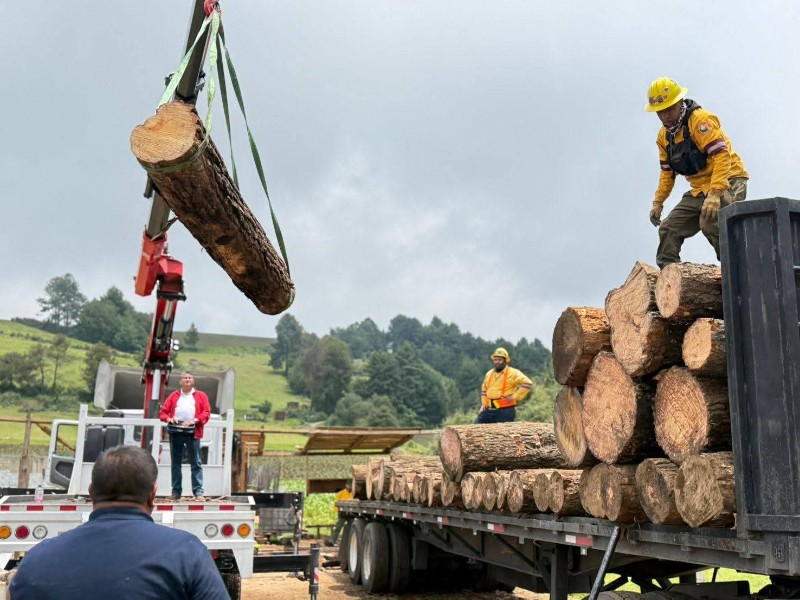 Durante julio aseguraron tres camiones de madera talada ilegalmente en Ocuilan