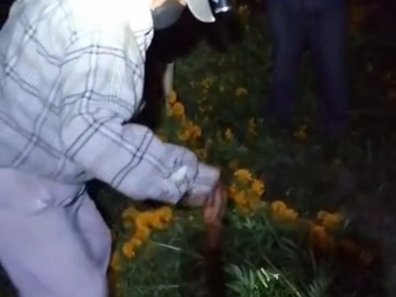 Durante madrugada iniciaron últimos cortes de  Durante madrugada iniciaron últimos cortes de