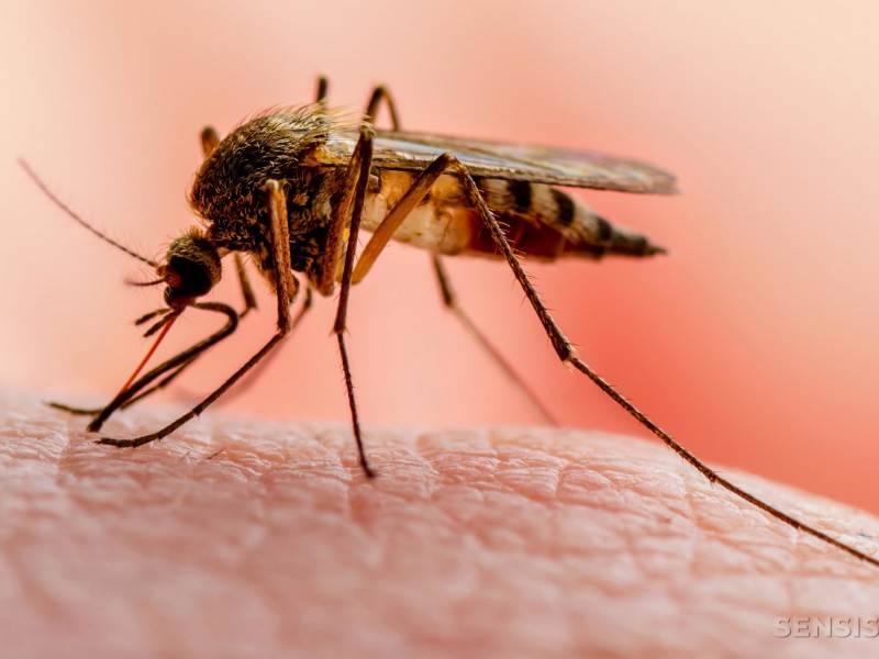 Durante pandemia aumentarán muertes por malaria: OMS