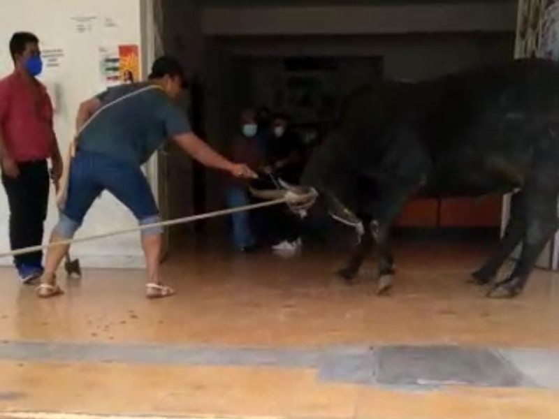 Durante protesta, tablajeros sacrifican una vaca en Cintalapa