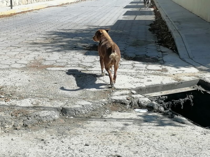 2020: 6 perritos murieron tras tromba; urgen protocolos de prevención