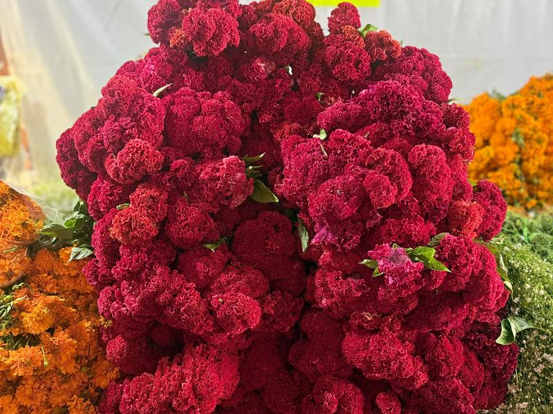 Día de Muertos dejará derrama de mil 284 mdp en Toluca