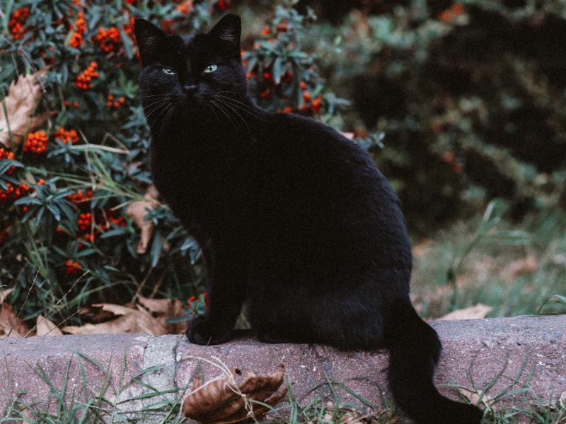 Día del Gato Negro: cinco curiosidades que debes conocer