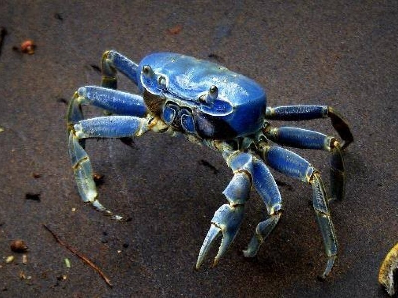 Earth Mission realiza campaña de conservación del cangrejo azul