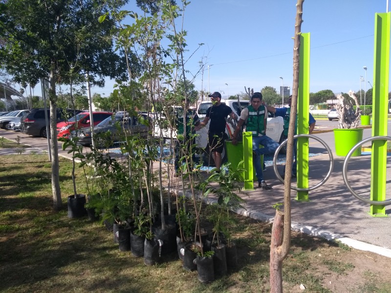 Ecología de Gómez Palacio invita a adoptar árboles.