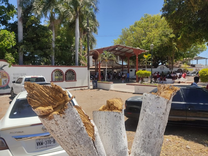 Ecología autorizó la tala de árboles en la ETI 28